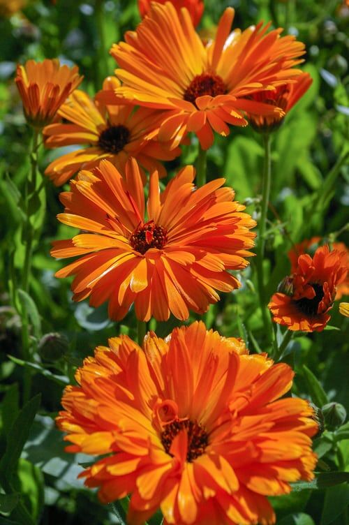 thumbnail_Calendula.jpg